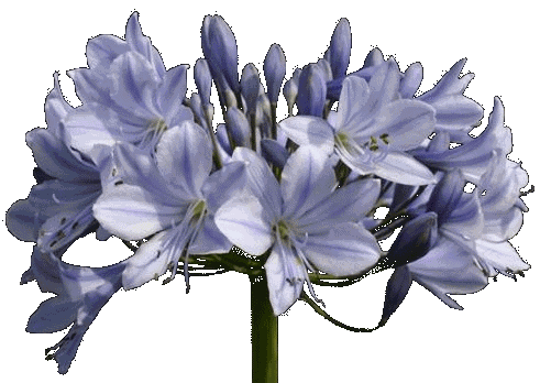 Bloeitijd agapanthus