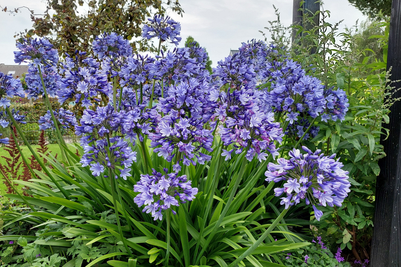 Agapanthus