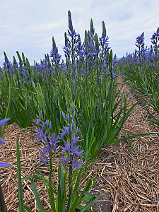 Agapanthus