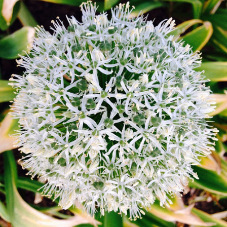 Allium White Giant