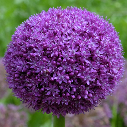 Allium Ambassador XXL