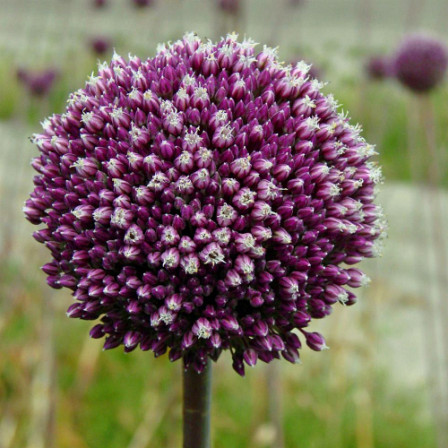 Allium Summer Drummer