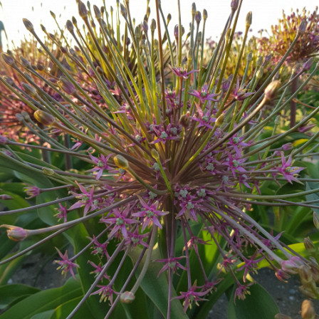 Allium Schubertii