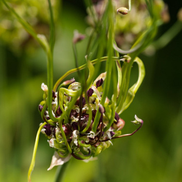 Allium Hair