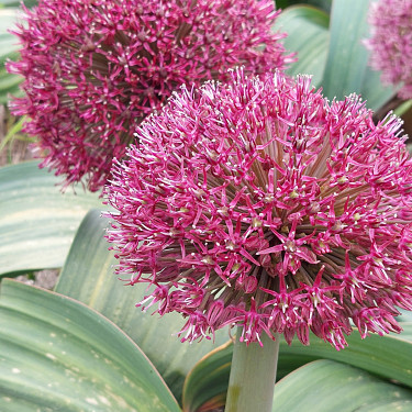 Allium Red Giant Star