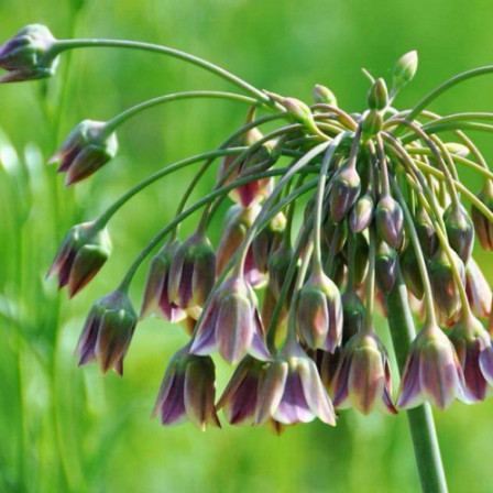 Allium Siculum Bulgaricum