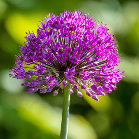 Allium Purple Sensation