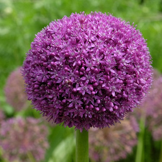 Allium Giganteum