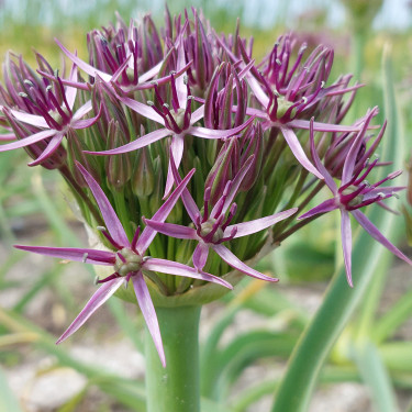 Allium Christophii