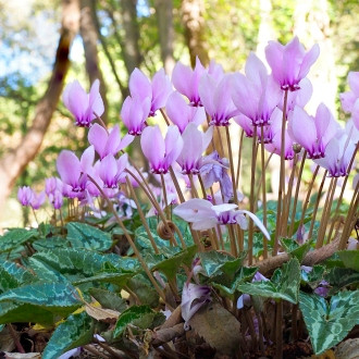 Cyclamen Hederifolium 