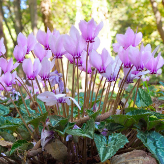 Cyclamen Hederifolium