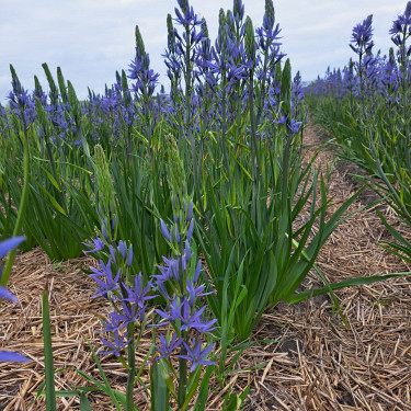 Camassia Leichtlinii 