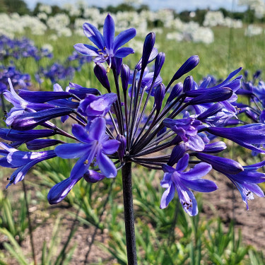 Agapanthus Dark Panthus