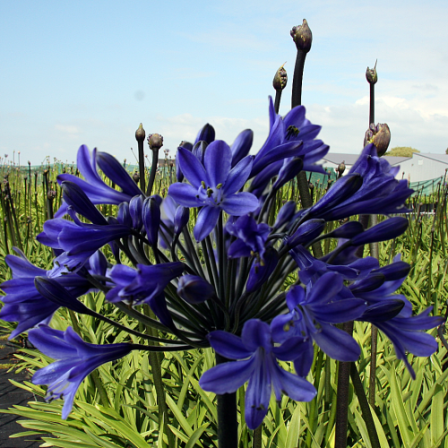 Agapanthus Dark Panthus