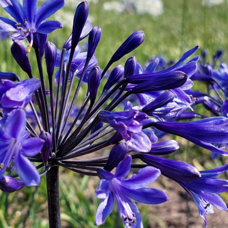 Agapanthus Dark Panthus