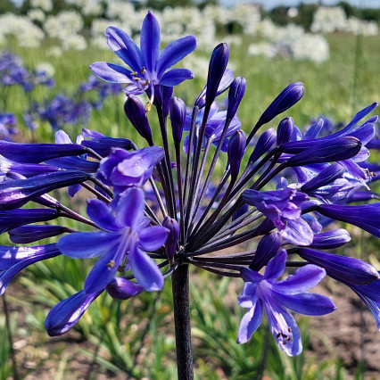 Agapanthus Dark Panthus