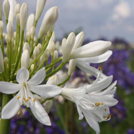 Agapanthus White Panthus