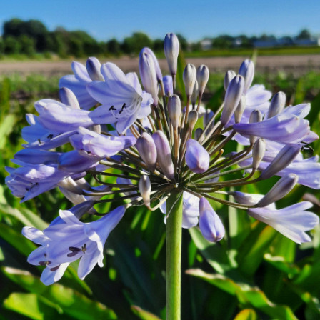 Agapanthus Blue Panthus