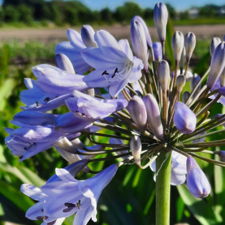 Agapanthus Blue Panthus