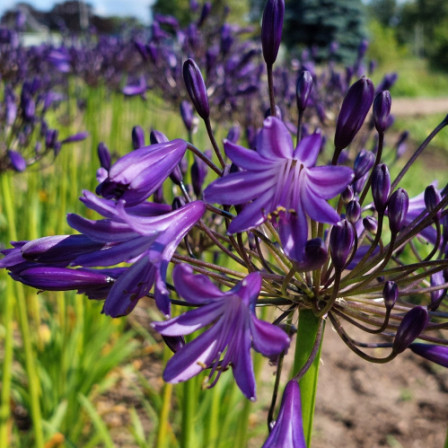 Agapanthus Purple Panthus