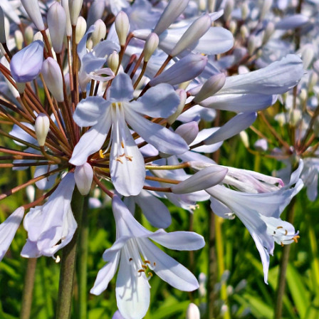 Agapanthus Bright Panthus