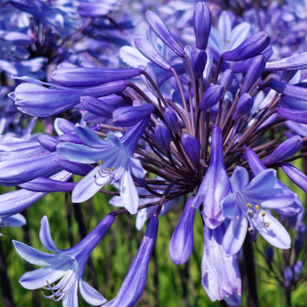 Agapanthus Blue2 Panthus