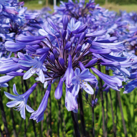 Agapanthus Blue2 Panthus