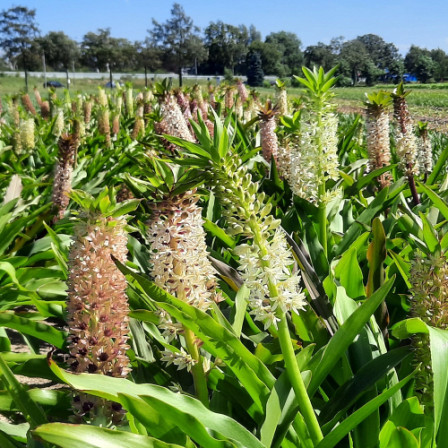 Eucomis Comosa