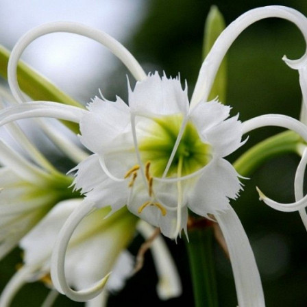 Hymenocallis Ismene Festalis 