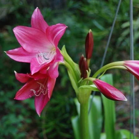 Crinum Super Ellen