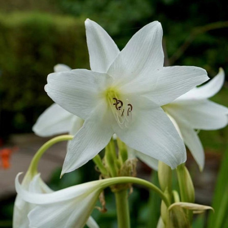 Crinum Powelli Album XXL