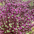 Allium Cherry 