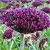 Allium Cherry 