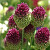 Allium Sphaerocephalon.