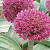 Allium Red Giant Star