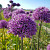 Allium Gladiator