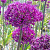 Allium Purple Sensation