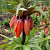 Fritillaria Aurora