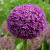 Allium Giganteum