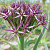 Allium Christophii