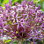 Allium Christophii