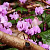 Cyclamen Hederifolium 