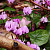 Cyclamen Hederifolium