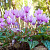 Cyclamen Hederifolium