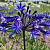 Agapanthus Dark Panthus