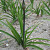 Agapanthus Dark Panthus