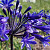 Agapanthus Dark Panthus