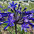 Agapanthus Dark Panthus