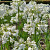 Agapanthus White Panthus