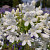 Agapanthus White Panthus